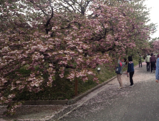 桜を撮る女性