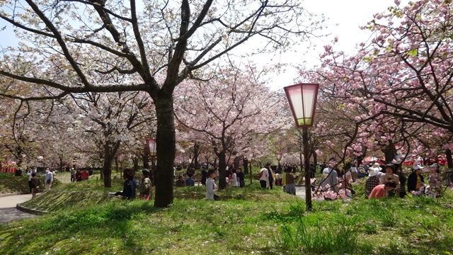 花のとおりみちの様子