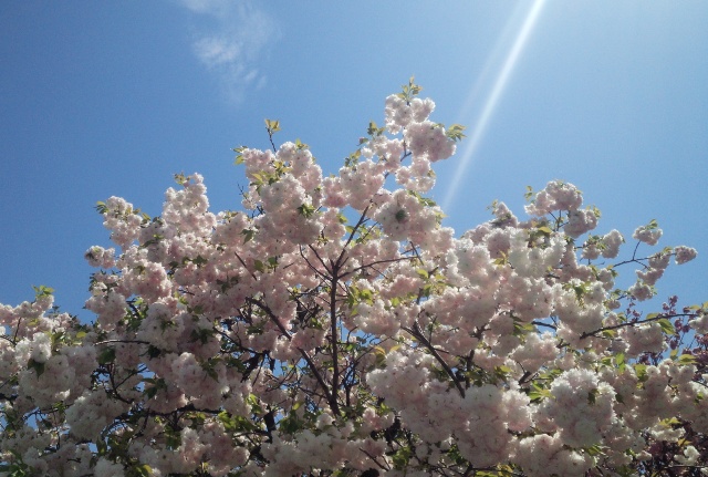 造幣局広島支局の桜