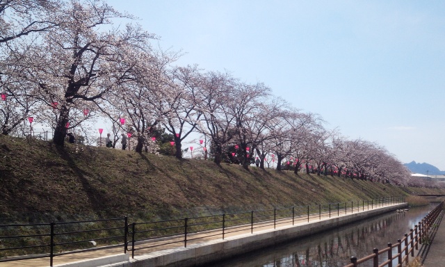 住吉堤防敷　桜040301