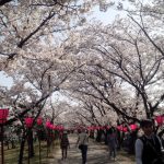 桜の開花情報ならこのアプリ「桜のきもち」の実力を試してみた！