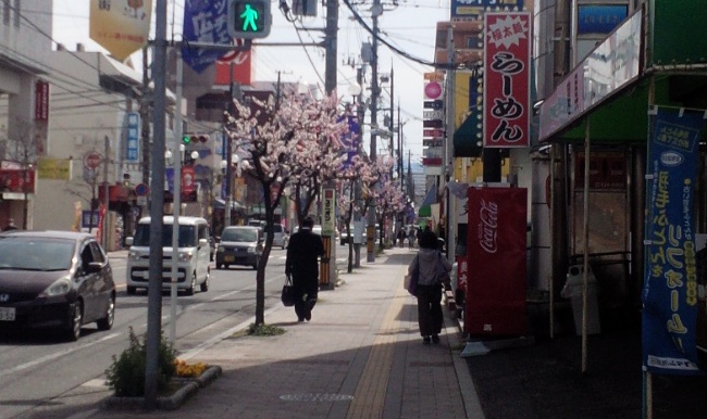 コイン通りのあんずの花