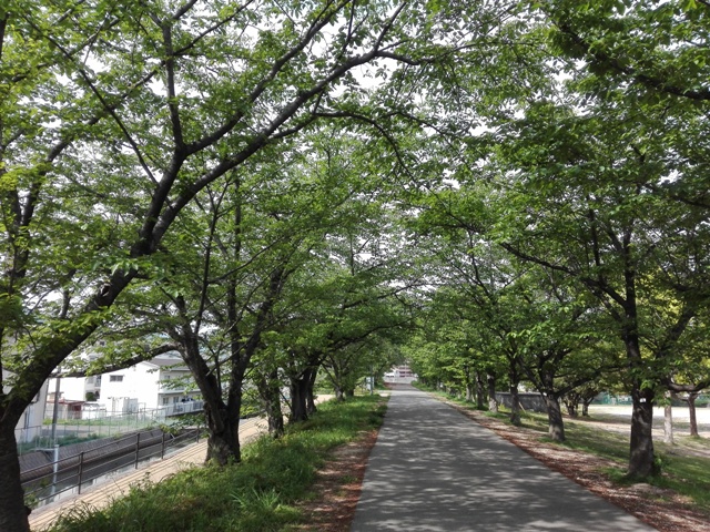 住吉堤防敷