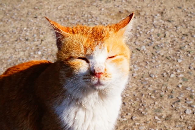 ねこ　意味がわからない