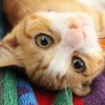 Cute、キュート、Prettyの違いが、キュートナーを生んだ？【9/17 Twitter補足ネタ】