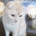 温暖化が進むと降水量が増えるので早めの行動を！あれ？風はどうなの？【上がり３ハロン　第１Ｒ】