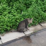 『吾輩も猫である』は、この猫は何を考えてるの？が楽しくなる【書評・感想】