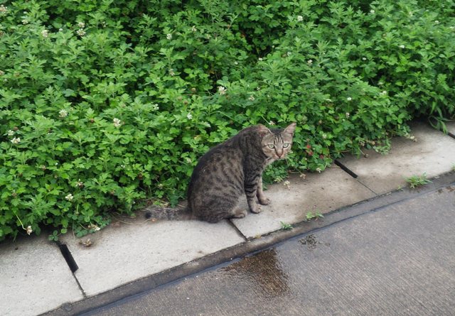 猫　吾輩も猫である